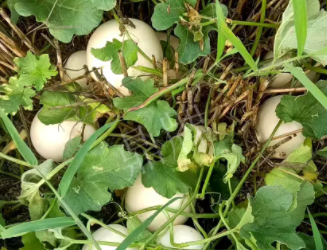 蔬菜種子種植戶客戶點(diǎn)評-一個會寫詩的農(nóng)民，把甜瓜種在草叢中，結(jié)果怎樣？