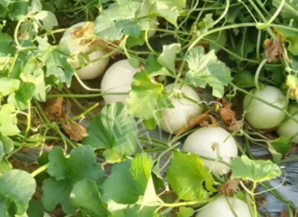 蔬菜種子種植戶客戶點(diǎn)評-真有這么好嗎？這個品種我試種了一畝地，猜猜我賣了多少錢？