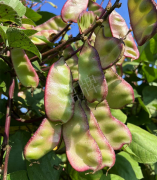 蔬菜種子種植戶客戶點(diǎn)評-價(jià)格好得讓種植者笑咪咪的，這個神奇的品種在霜降后還是串串結(jié)莢！