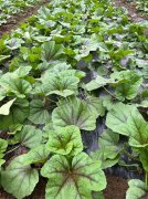 蔬菜種子種植戶客戶點(diǎn)評-第一次種植這種菜，現(xiàn)在可以上市了，大家?guī)臀医ㄗh一下，能賣個什么價(jià)格？