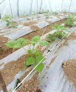 蔬菜種子種植戶客戶點評-超早！超早！我的扁豆2月15日“逆季”上市……
