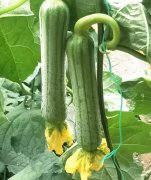 蔬菜種子種植戶客戶點評-這瓜，太美了！太美了！但我這個老菜農(nóng)……唉！