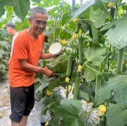 蔬菜種子種植戶客戶點評-干農(nóng)業(yè)，有喜悅嗎？有的，請看！