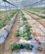 蔬菜種子種植戶客戶點評-三倍體絲瓜到底是斷頭好？還是不斷頭好？看看這位老板的做法……