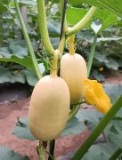 蔬菜種子種植戶客戶點評-瓜菜價格不好，太卷了！看一位種植大戶穩(wěn)穩(wěn)賺錢的經(jīng)驗…