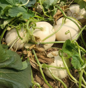 蔬菜種子種植戶客戶點評-我種植的這個品種，稱得上“白馬王子”，與大家分享！