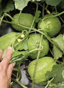 蔬菜種子種植戶客戶點評-瓜商喜歡、消費者喜歡，這個品種就好銷售！