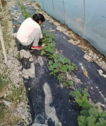 蔬菜種子種植戶客戶點評-我想要一個抗高溫又品質(zhì)優(yōu)良的甜瓜品種，終于找到了！