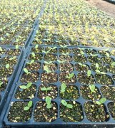 蔬菜種子種植戶客戶點評-高溫+病毒，雙重暴擊！今年種植這個品種能賺錢嗎？